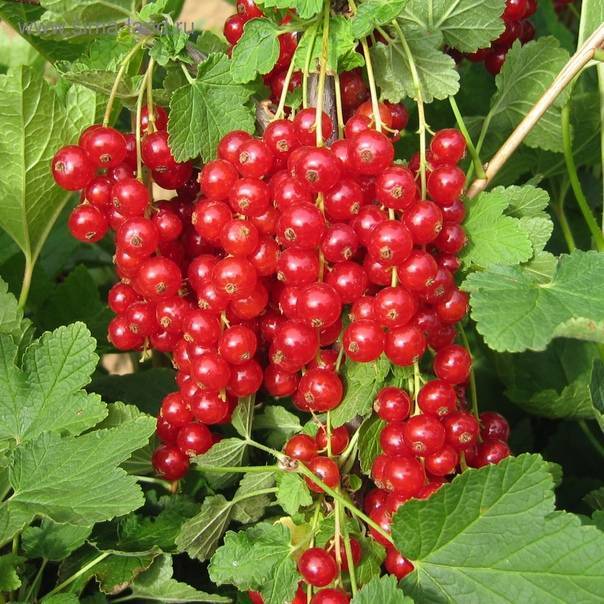 Почему русские садоводы любят красную смородину ровада