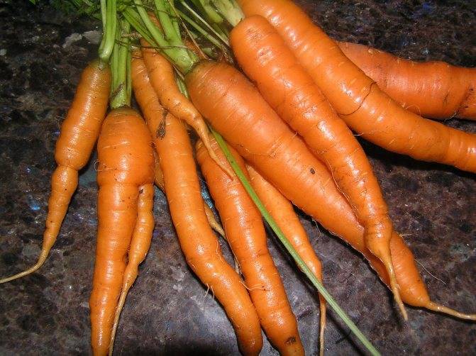 Спрашиваем мнение специалиста о моркови бангор f1 и балтимор f1