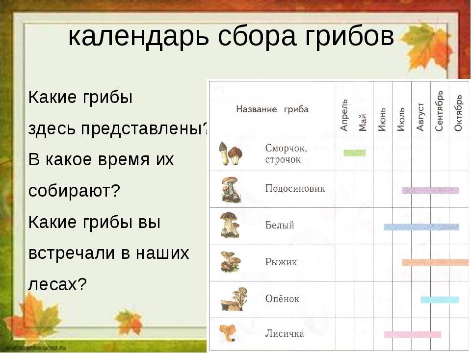 Какая из следующих круговых диаграмм показывает распределение грибов в лесу если белых грибов 41