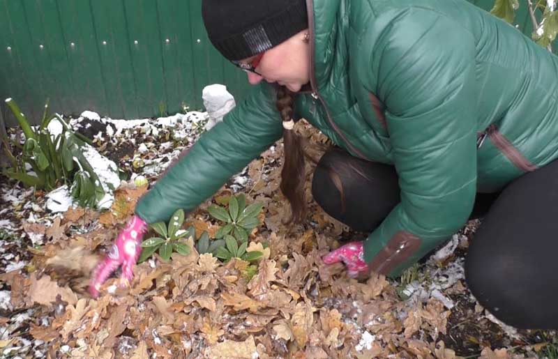 Как подготовить осенью рододендроны к зиме?