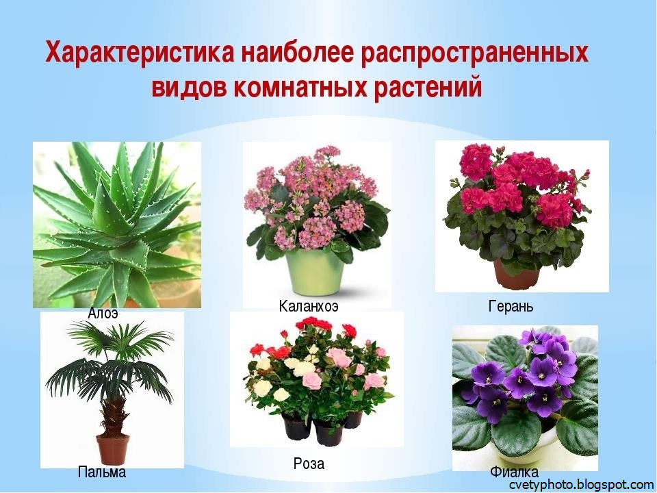 Домашние цветы фото - 95 фото, название, видео советы и мастер-класс по выращиванию