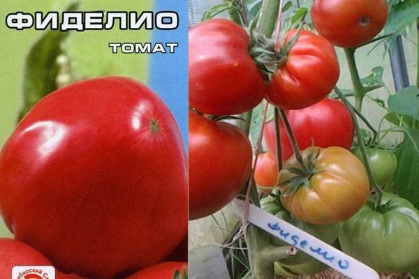 Томат фиделио: отзывы, фото, урожайность | tomatland.ru