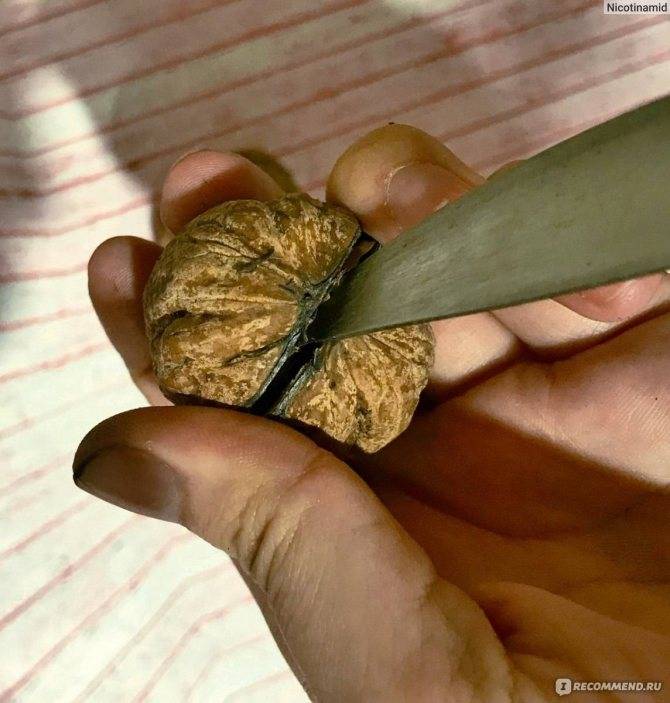 Как и чем быстро отмыть руки от орехов – всё об орехах