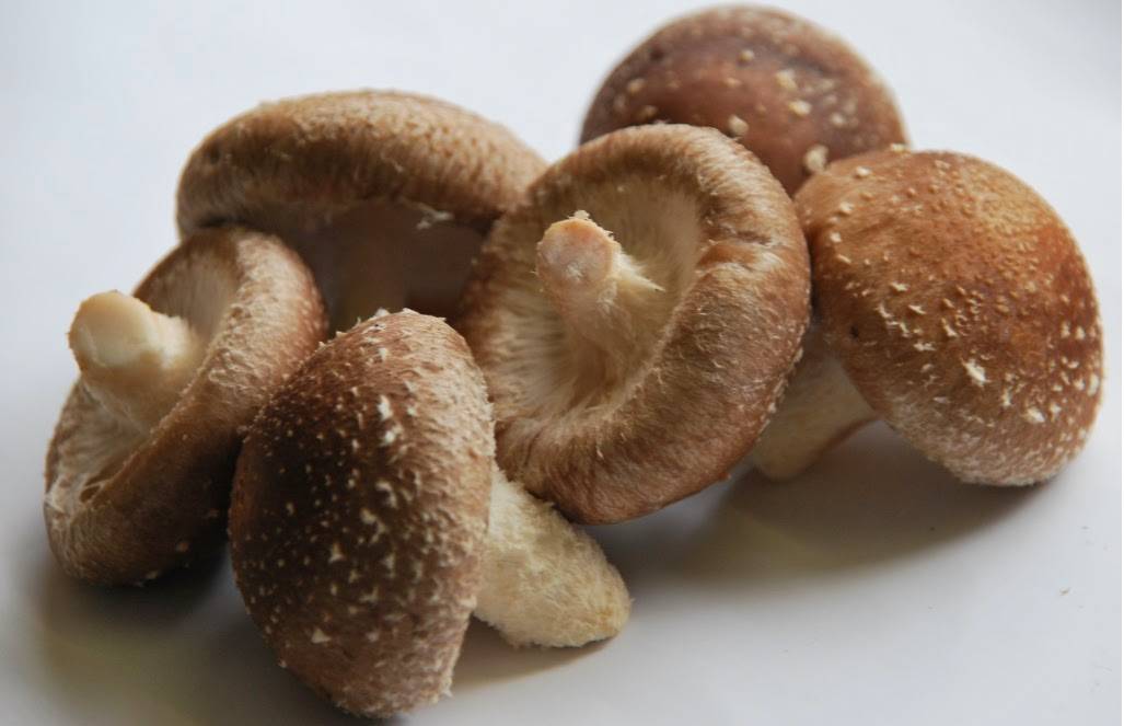 Шиитаке (грибы) – описание, фото, выращивание, польза, вред