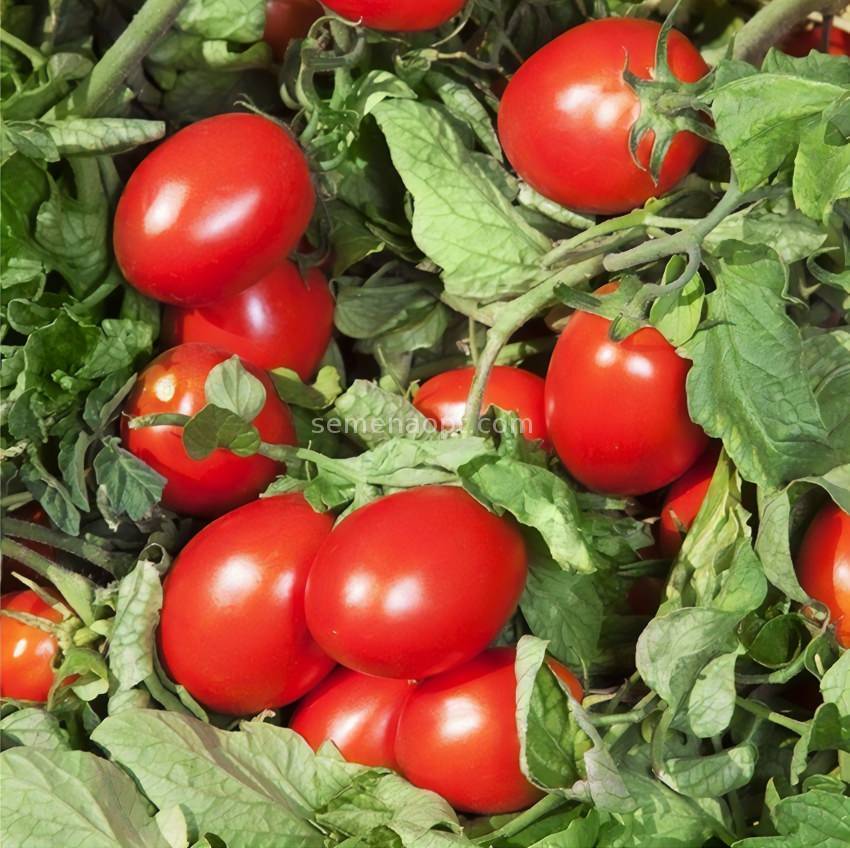 Что такое детерминантный сорт помидор, чем отличны такие растения