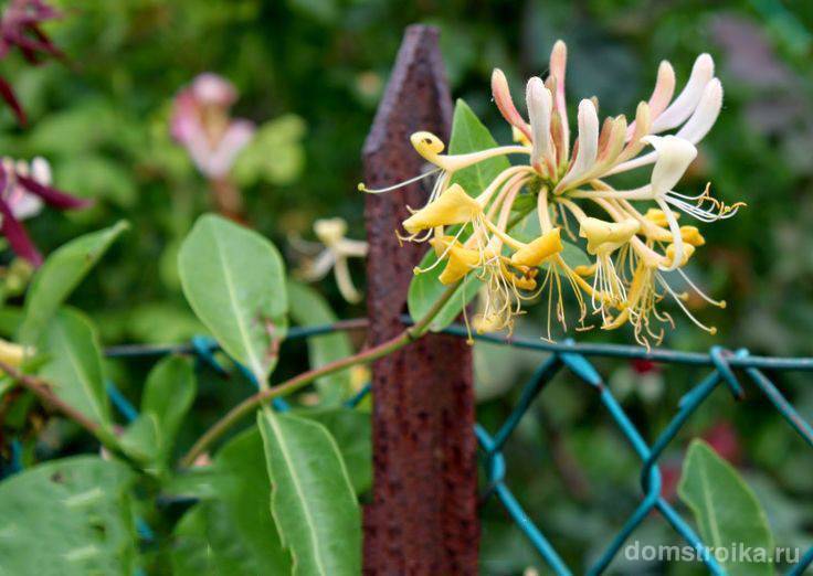 Как быстро размножить съедобную жимолость черенками летом