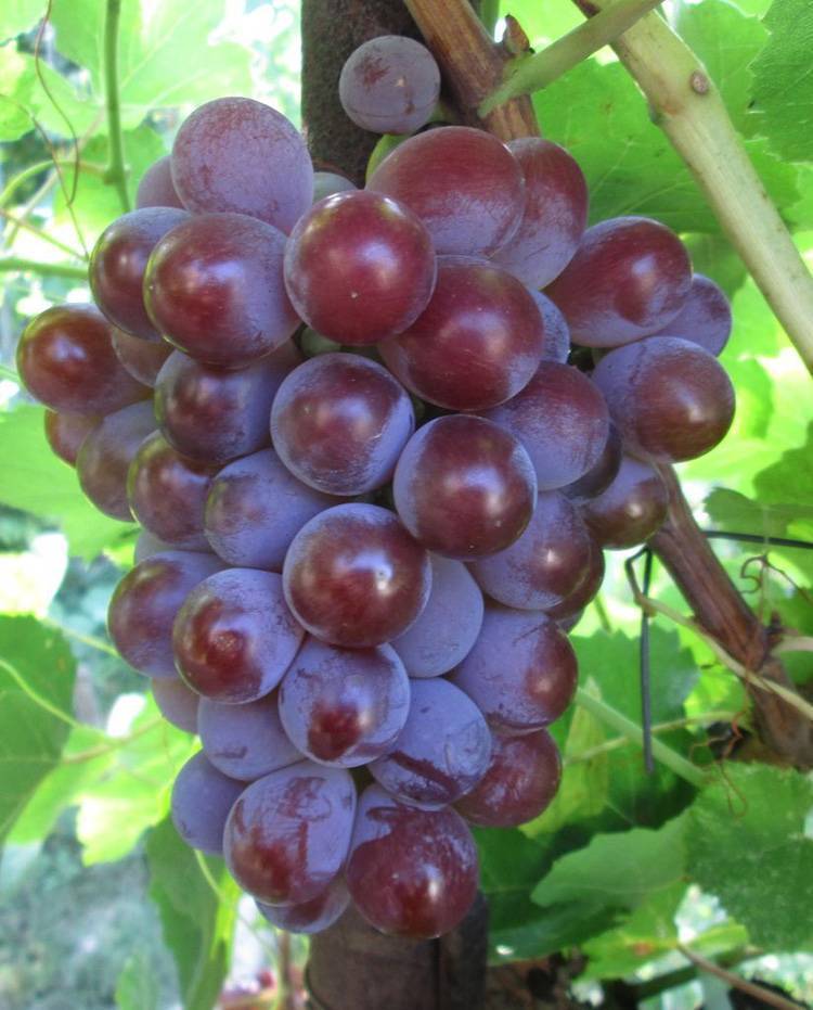 Виноград лидия: описание и характеристики сорта, урожайность и выращивание с фото