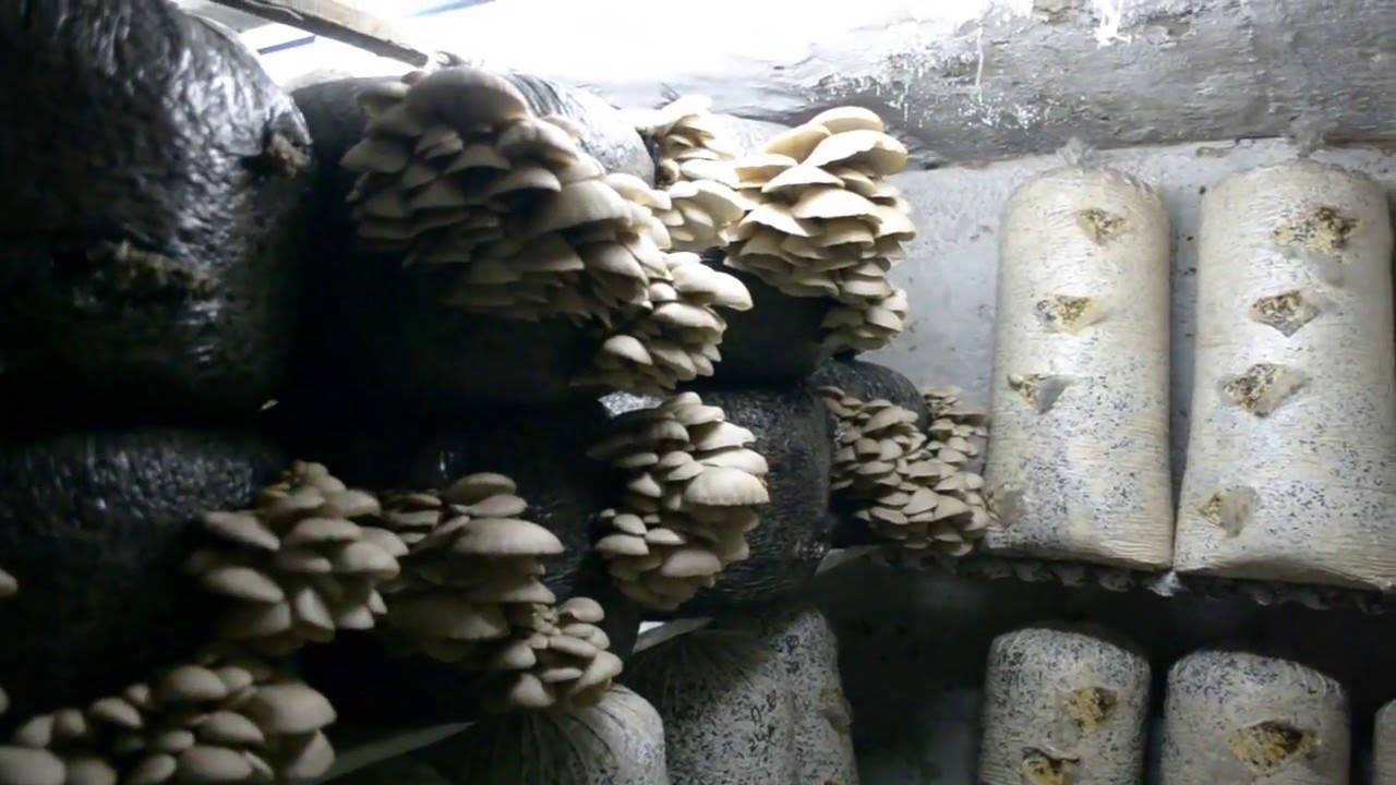 Вешенки в подвале: пошаговая инструкция по выращиванию грибов в домашних условиях