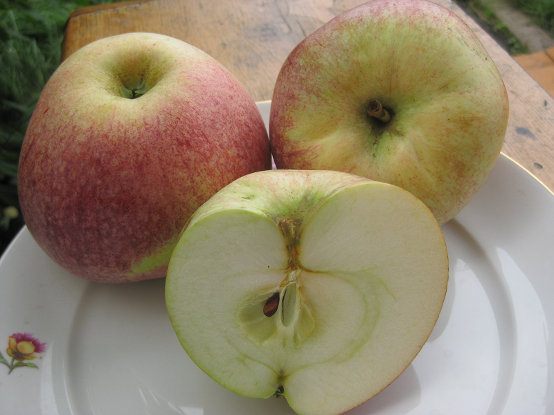 Сладкие плоды яблони сорта конфетное: описание, особенности выращивания