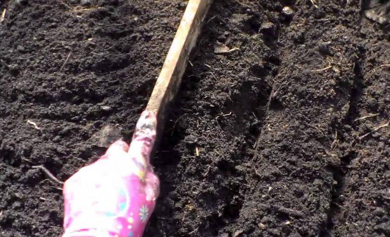 Выращивание моркови в открытом грунте: как сажать и не прореживать, секреты + видео