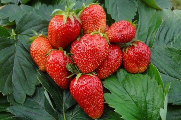 Клубника гаригуэтта - отзывы о сорте, описание, фото