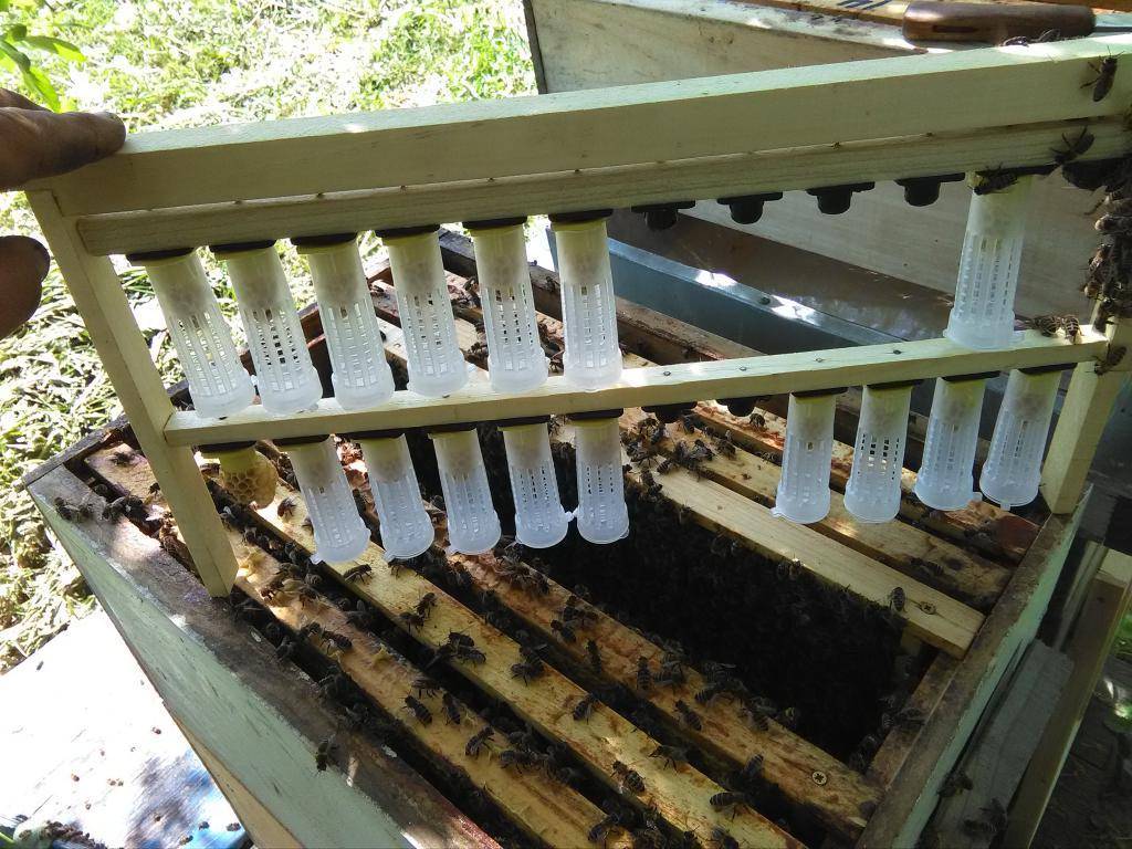 Как выводить маток пчелы: календарь, популярные методы вывода пчелиных маток