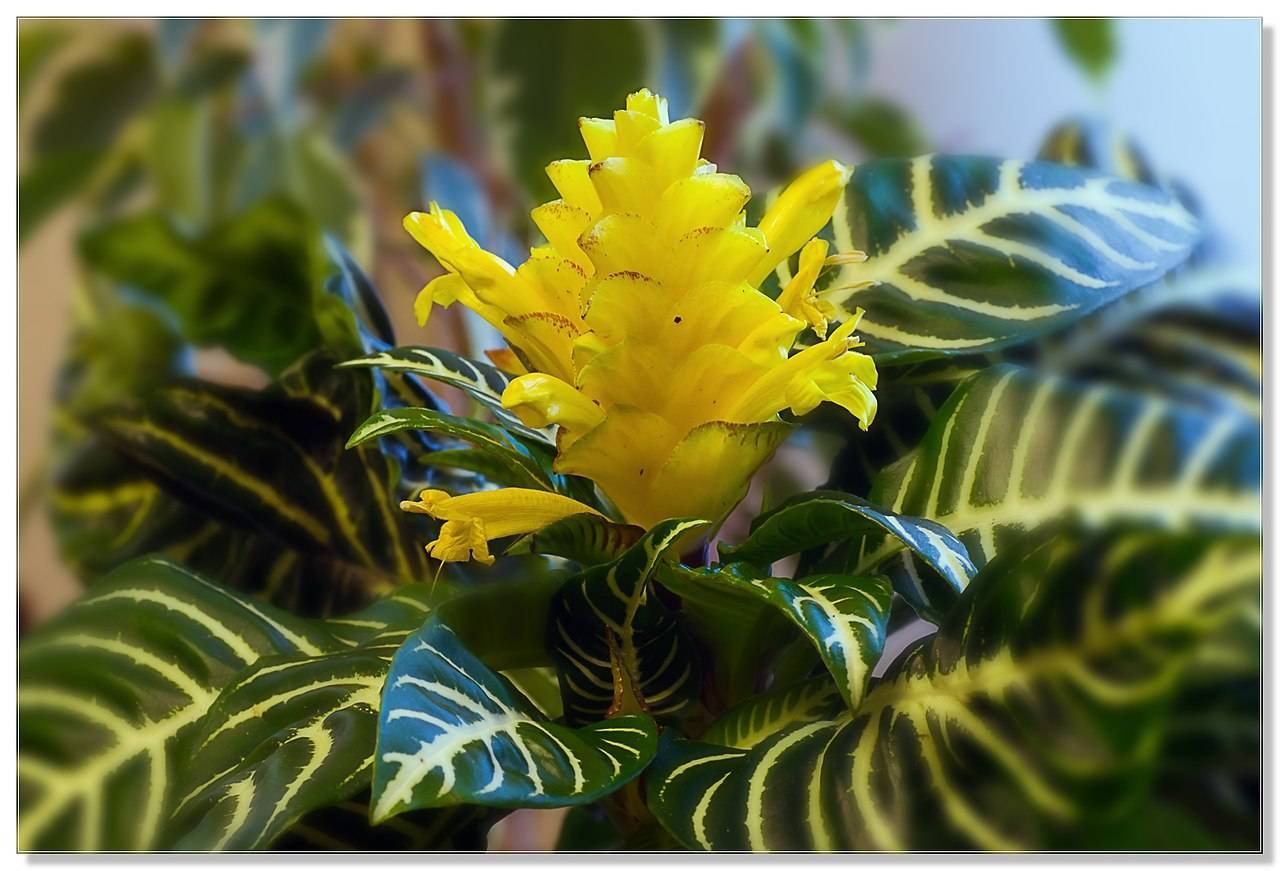 Цветок афеландра — как ухаживать за растением в домашних условиях и размножать. удивительная афеландра требует особого ухода
