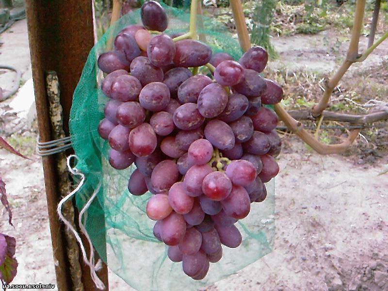 Виноград бируинца описание сорта фото