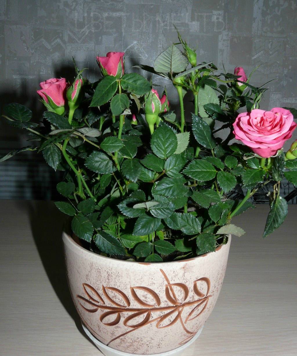 Выращивание и уход за комнатной розой в домашних условиях