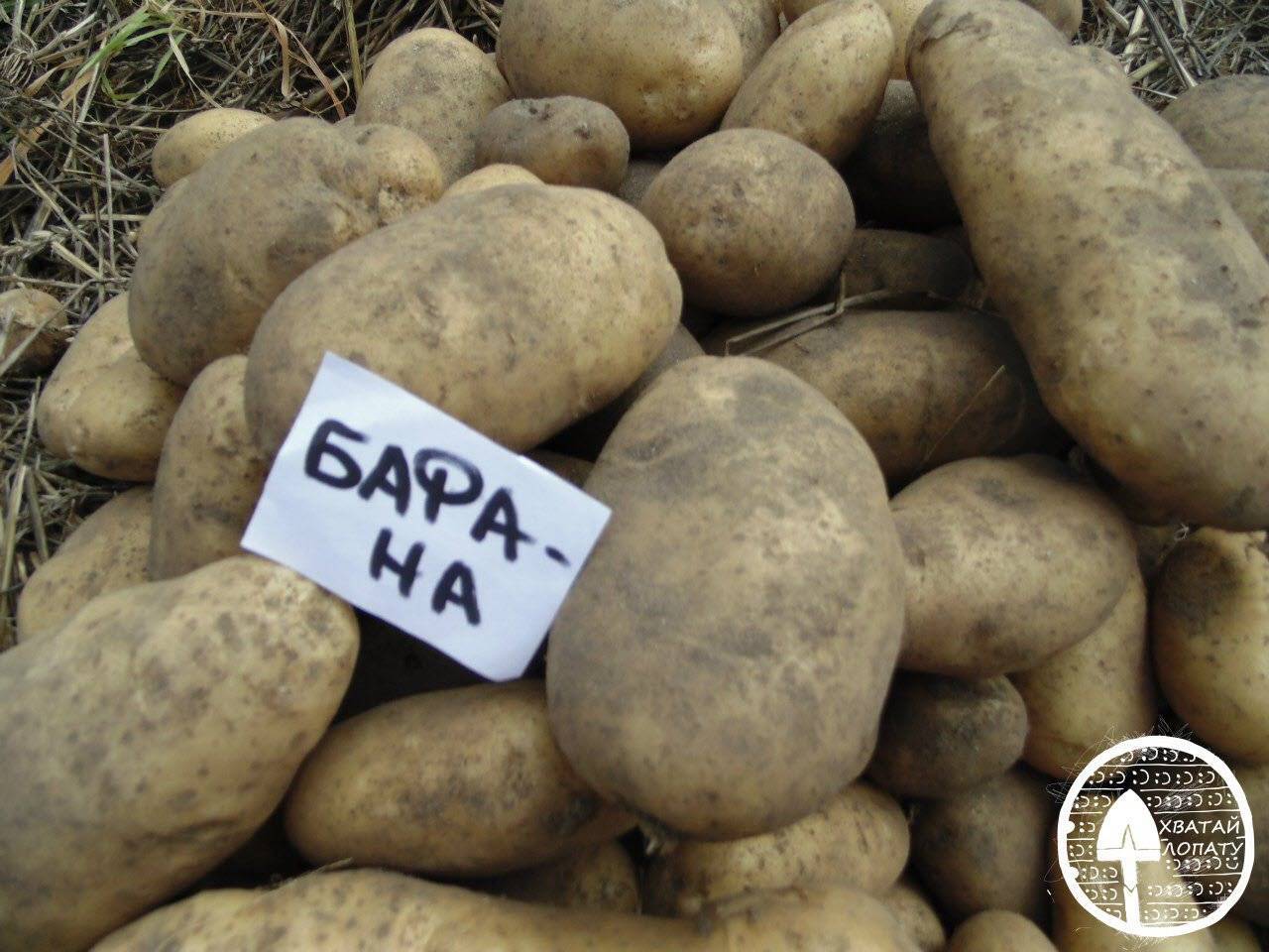 Рекомендуемые для выращивания сорта картофеля