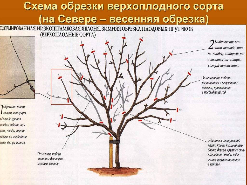 Обрезка деревьев весной для начинающих в картинках пошагово (схема, фото и видео)