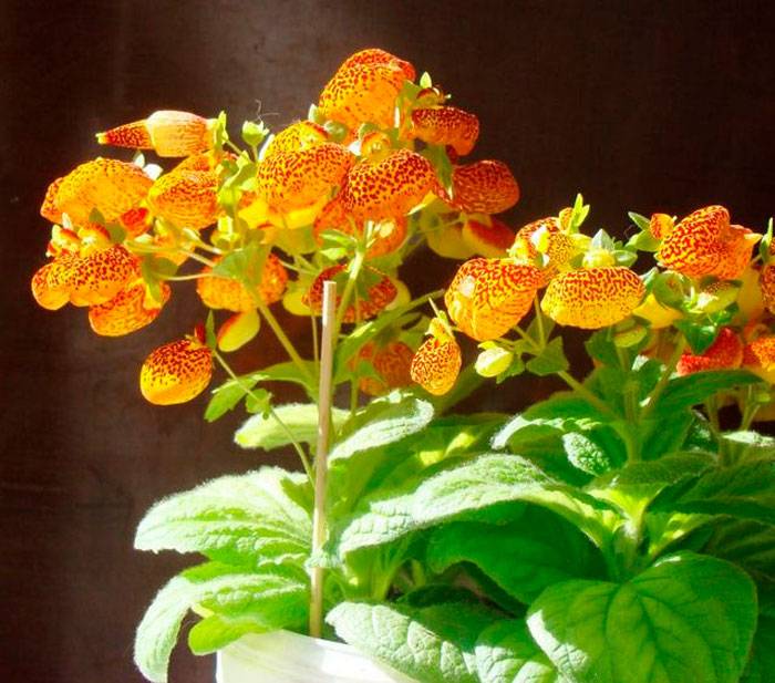 Кальцеолярия: фото, посадка и уход в домашних условиях, выращивание из семян, размножение, сорта комнатного цветка