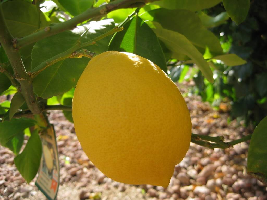 Выращивание лимона: описание сортов - дачная жизнь