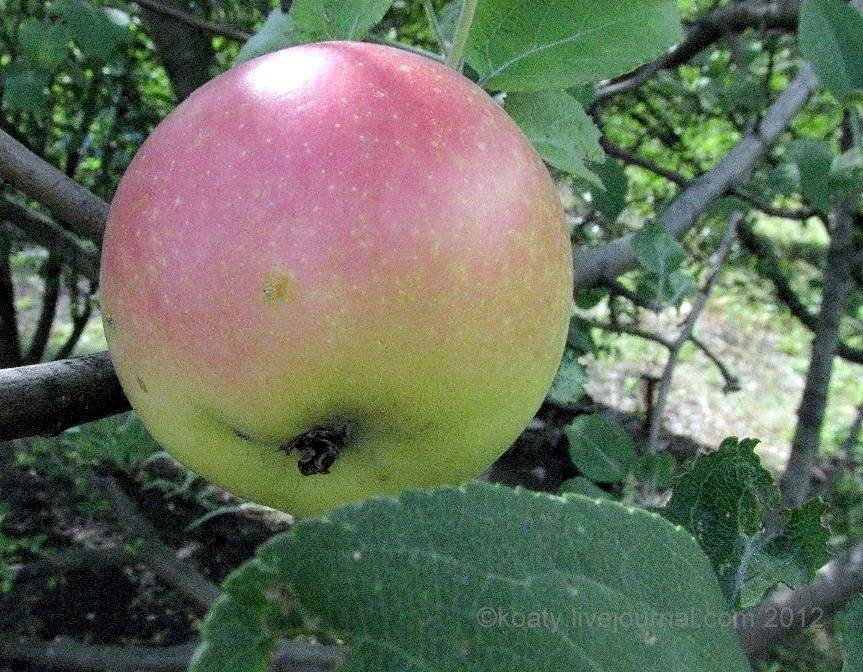 Яблоня семеренко — описание сорта