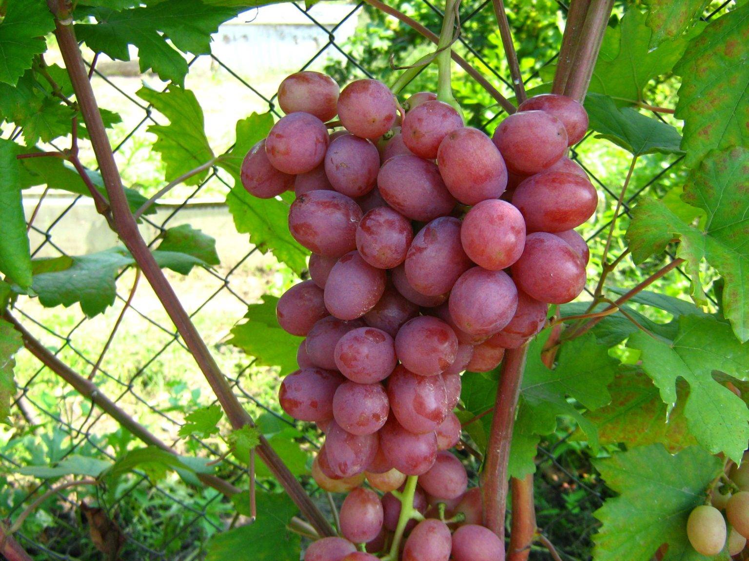 Легкий в выращивании и превосходный на вкус — виноград сорта русский ранний
