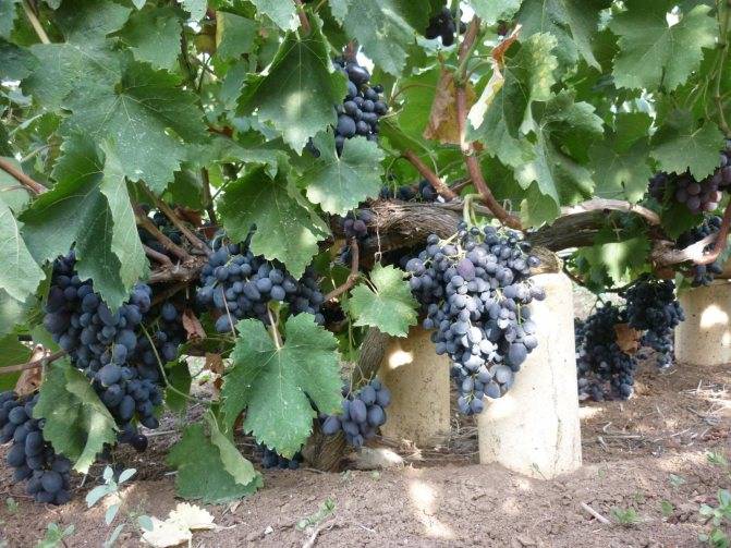 Виноград «руслан» — подробная характеристика сорта