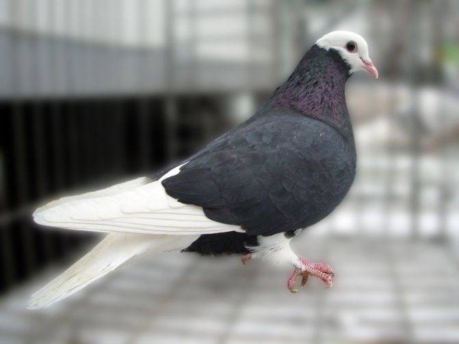 «загадили все!»: как бороться со стаями голубей в москве и области