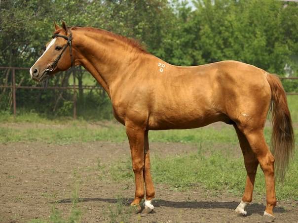Буденновская лошадь: характеристики и описание породы с фото