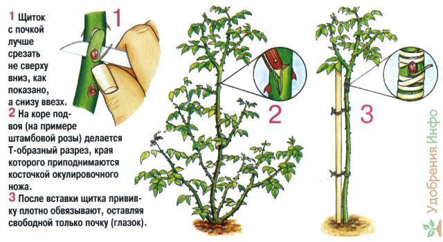 Шиповник схема посадки