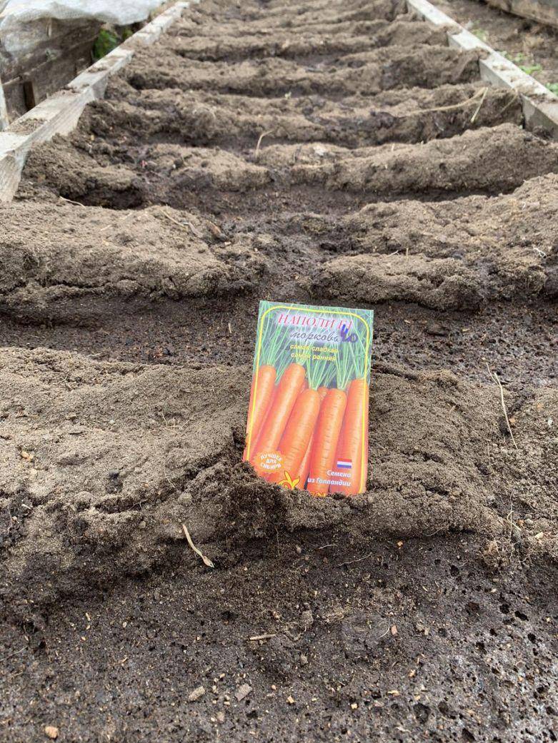 Когда и как сажать морковь: выбор и подготовка семян, сроки и правила посева - почва.нет