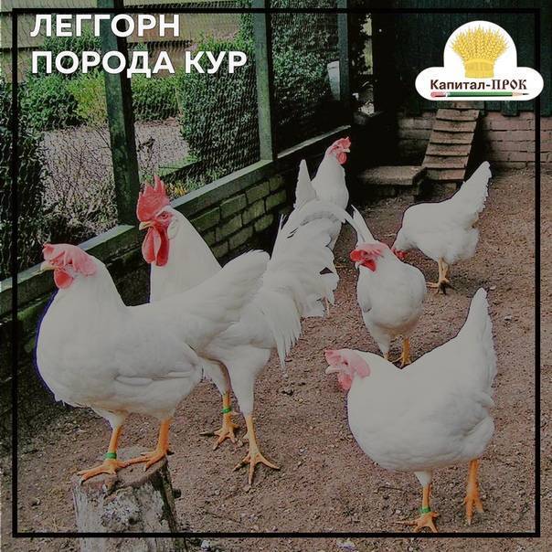 Курицы леггорн описание породы фото