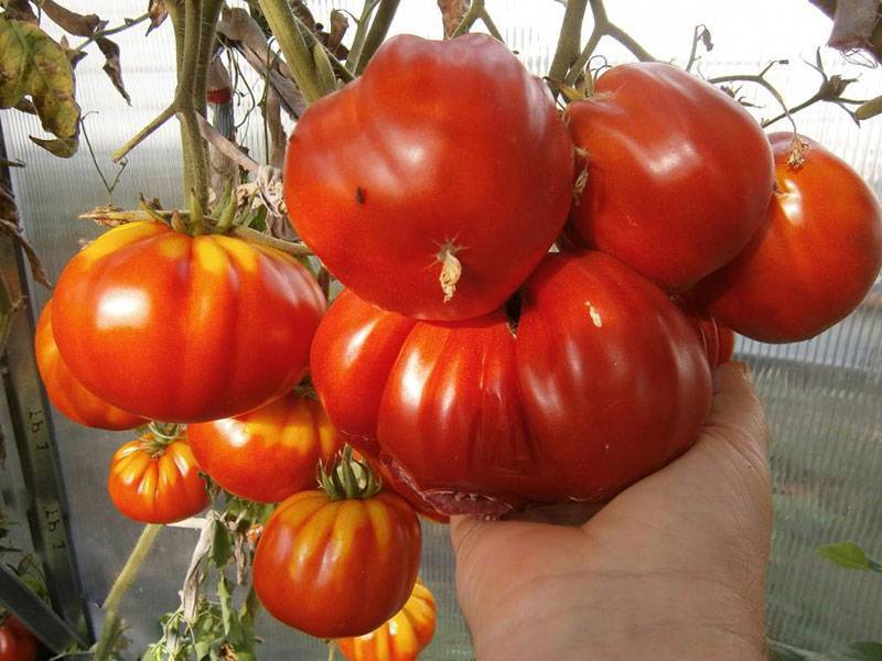 Сорт томата сто пудов (50 фото): описание, особенности выращивания, отзывы дачников