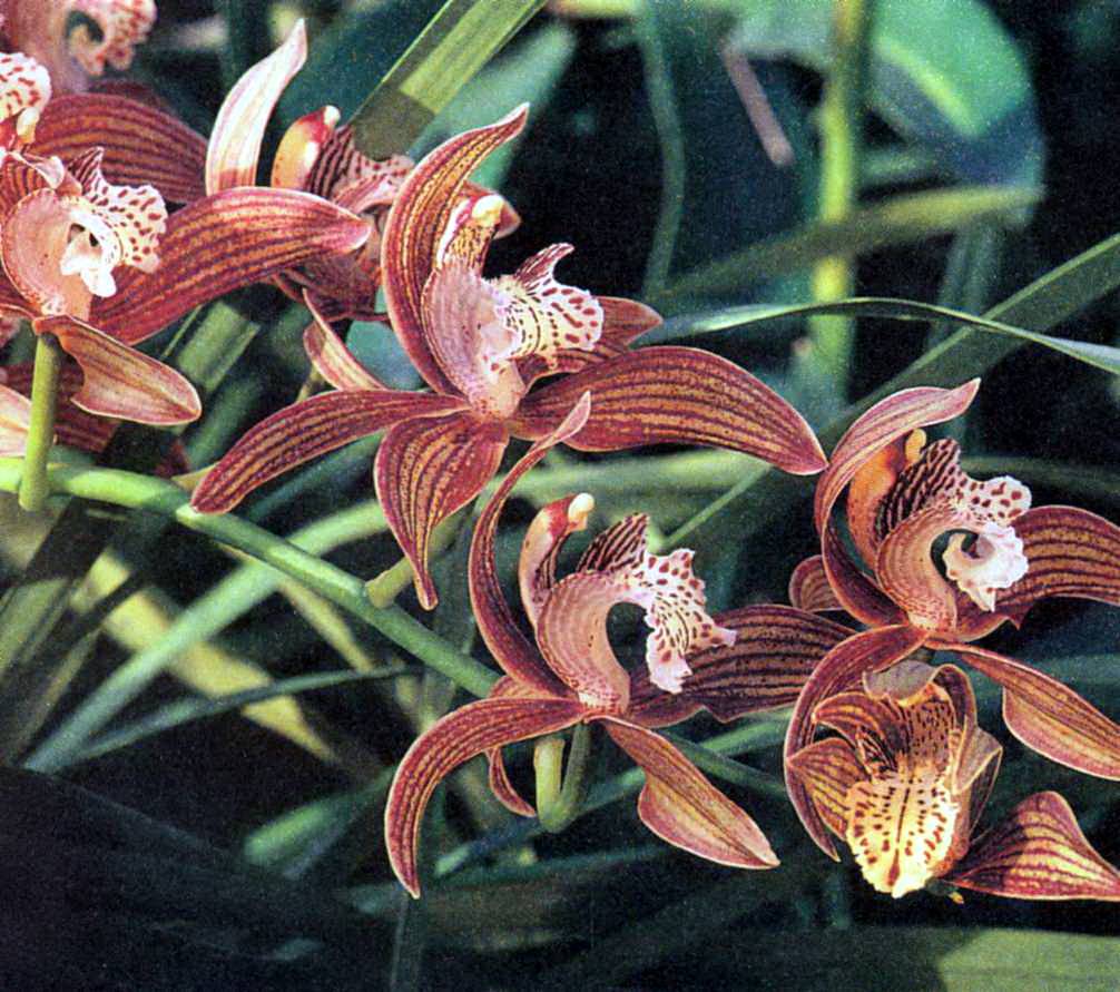 Цветы, похожие на орхидею: виды и сорта цветка с фото, названия родственников растения, чем похожи цветы - длинными и узкими листьями или крупными цветками