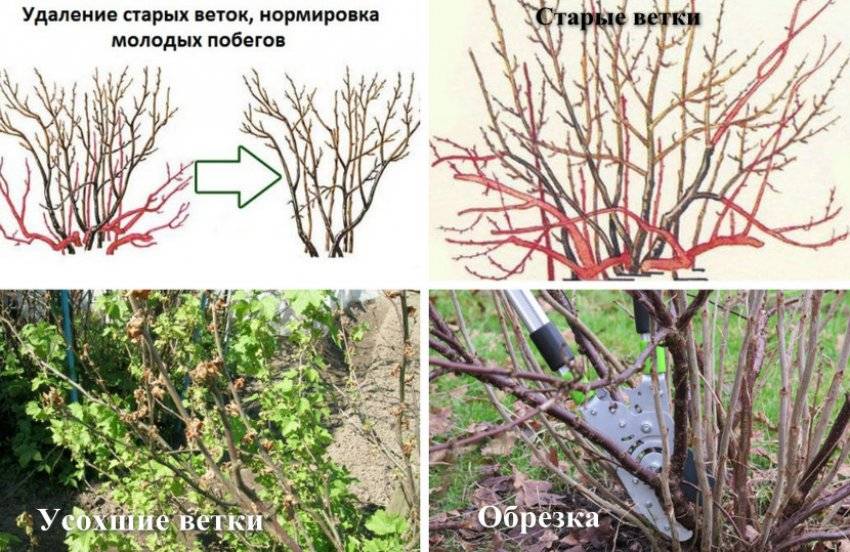 Как обрезать смородину весной для начинающих схемы