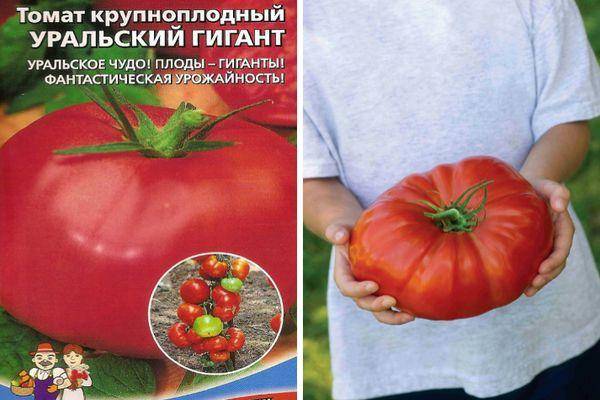 ᐉ томат гигант красный: как вырастить, описание сорта - orensad198.ru
