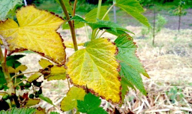 Почему у смородины желтеют листья летом и что делать – 10 популярных причин