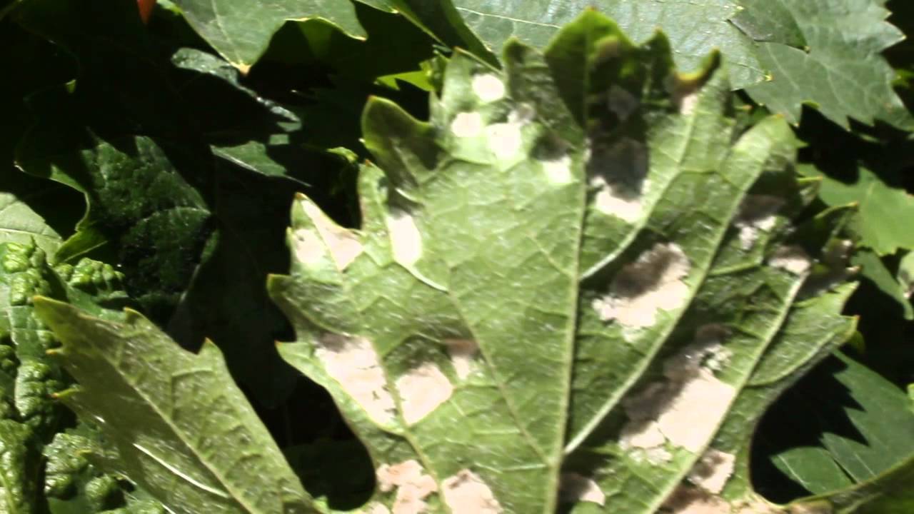 Виноград болезни листьев и лечение с фотографиями. недуги и вредители - методы борьбы с ними