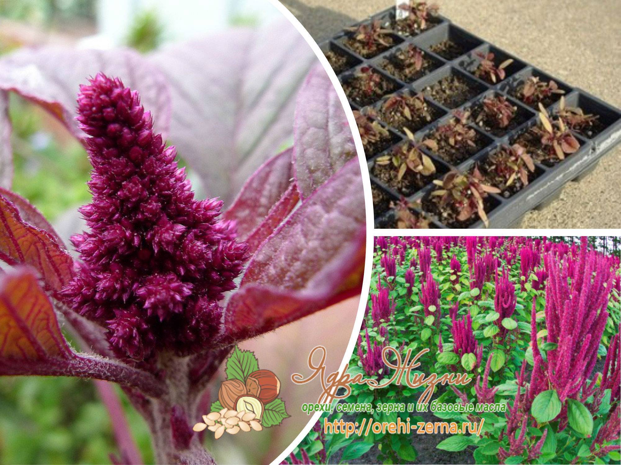 Амарант  - выращивание из семян, фото. немного о лечебных свойствах