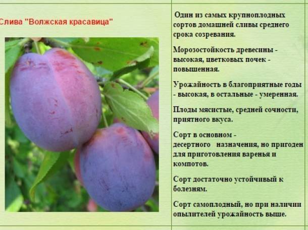 Слива волжская красавица: описание сорта, выращивание и уход, опылители и фото