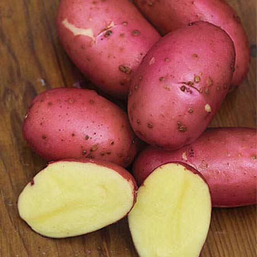 Картофель мерлот: описание сорта, характеристика, фото, отзывы