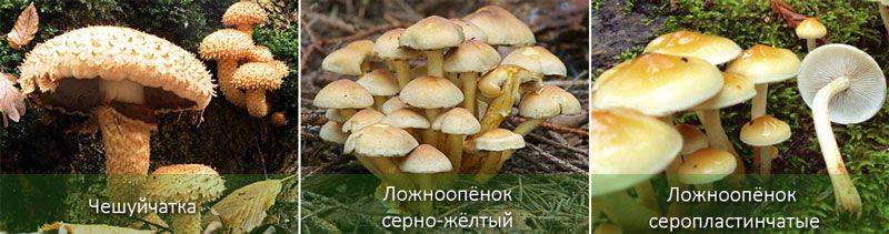 Опенок летний – описание гриба, опасные двойники