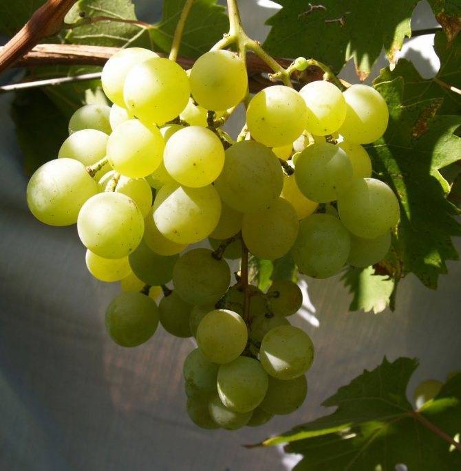 Виноградная лоза (vitis) фрумоаса албэ