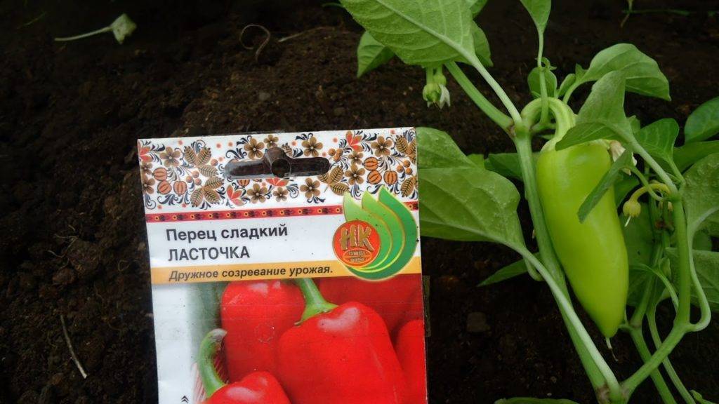 Перец ласточка: описание сорта, фото, отзывы, посадка и уход