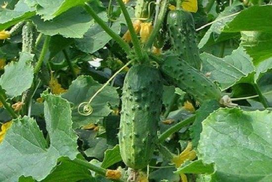 Лучшие сорта огурцов для открытого грунта средней полосы: описания, фото