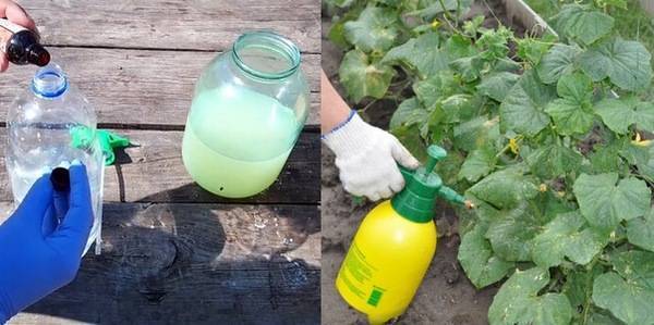 Применение луковой шелухи в саду и огороде: в качестве удобрения и инсектицида (средства от вредителей)