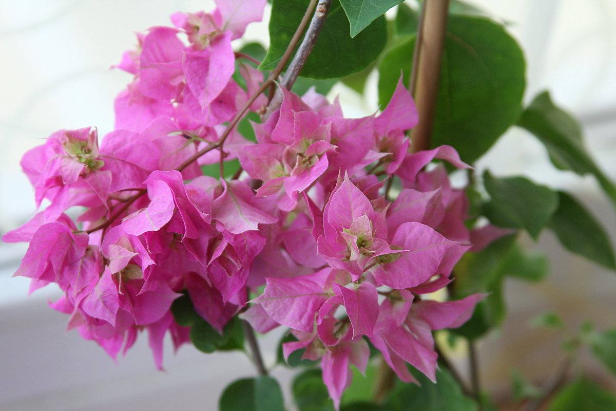 Цветок бугенвиллия комнатная уход в домашних условиях и размножение фото