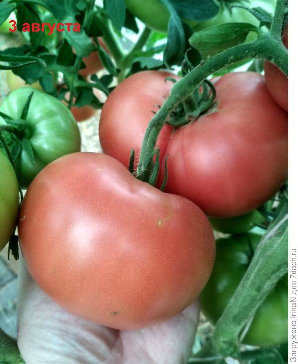 Биф томаты – что это такое, сорта и гибриды, фото и описание плодов, отзывы огородников