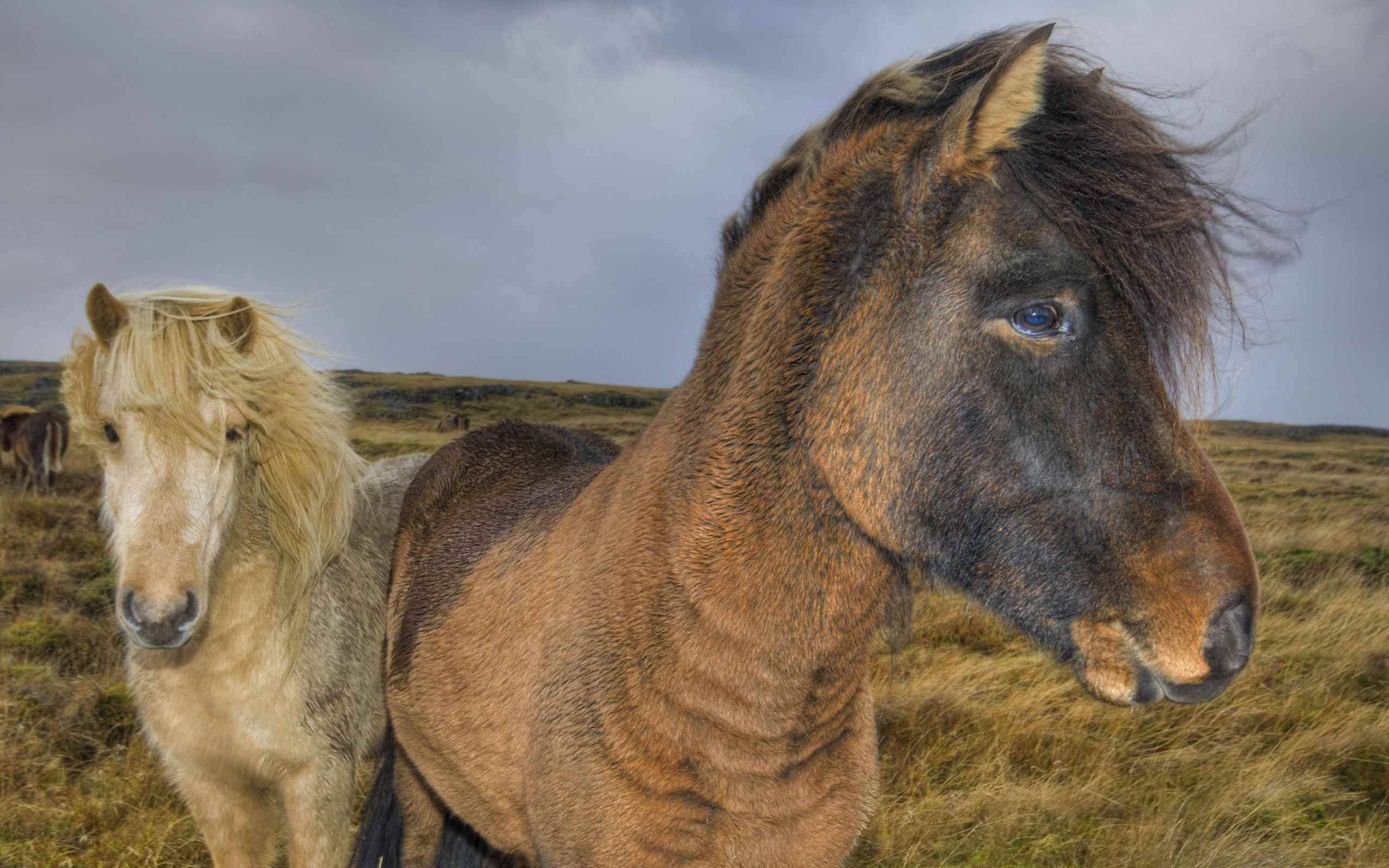 Исландская лошадь (пони): описание и фото