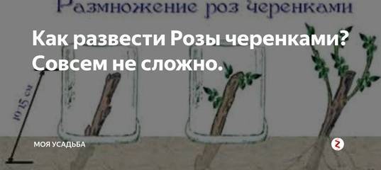 Как размножить розу плетистую черенками