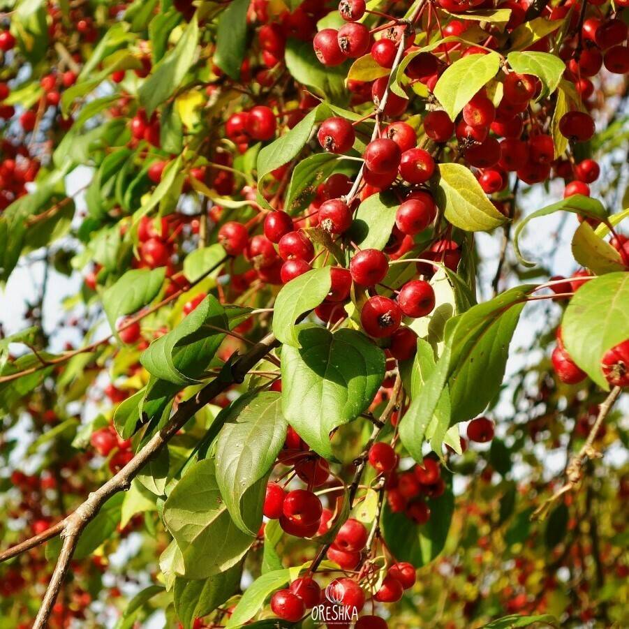 Яблоня ягодная: описание и характеристика сибирского сорта